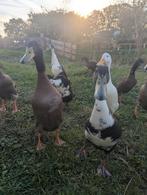 Indische loopeenden ( erg tam), Dieren en Toebehoren, Pluimvee, Meerdere dieren, Eend