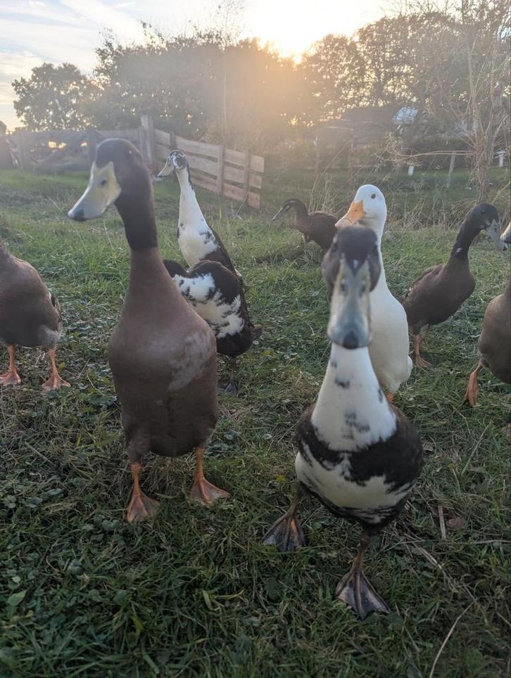 Indische loopeenden ( erg tam), Dieren en Toebehoren, Pluimvee, Eend, Meerdere dieren