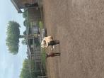 Jonge geitjes 1 bokje en 2 geitjes, Dieren en Toebehoren, Schapen, Geiten en Varkens, Meerdere dieren, Geit, 0 tot 2 jaar