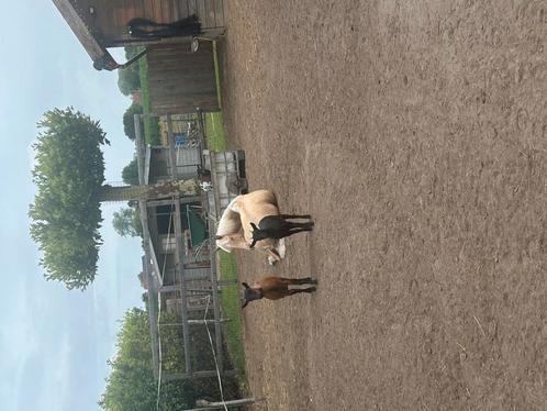 Jonge geitjes 1 bokje en 2 geitjes, Dieren en Toebehoren, Schapen, Geiten en Varkens, Geit, Meerdere dieren, 0 tot 2 jaar