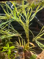 Endler guppen/guppys, Dieren en Toebehoren, Vis