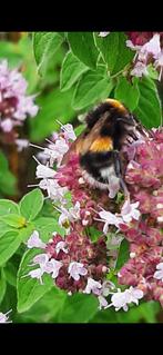 Onbespoten Bio-geteelde Vaste Bijen-Vlinder-planten, Ophalen, Zomer, Overige soorten, Halfschaduw