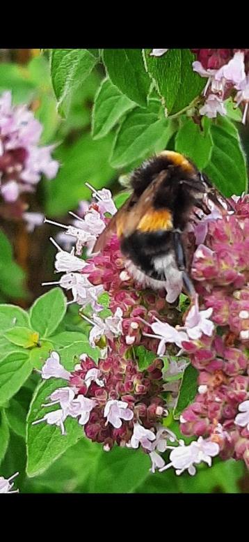 Onbespoten Bio-geteelde Vaste Bijen-Vlinder-planten beschikbaar voor biedingen