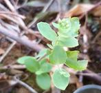 Hemelsleutel Plant - Sedum, Ophalen