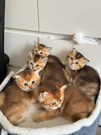 Britse korthaar kitten, Dieren en Toebehoren, Katten en Kittens | Raskatten | Korthaar, Poes, Ingeënt, 0 tot 2 jaar