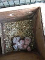 Grasparkieten, Dieren en Toebehoren, Meerdere dieren, Parkiet