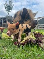 Kunekune biggen, Meerdere dieren, Varken