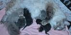 Prachtige britse korthaar kittens, Dieren en Toebehoren, Katten en Kittens | Overige Katten, Meerdere dieren