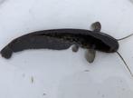 Siluris Glanis / Wels meerval 30cm - 40cm, Dieren en Toebehoren, Reptielen en Amfibieën, 0 tot 2 jaar