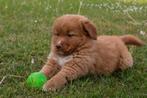 prachtige Nova scotia duck tolling toller pups, Dieren en Toebehoren, Honden | Retrievers, Spaniëls en Waterhonden, Overige rassen