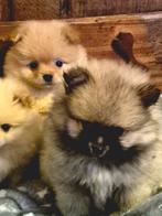 Prachtige Pomeriaan pupjes te koop, Dieren en Toebehoren, Overige rassen, CDV (hondenziekte), 8 tot 15 weken, Meerdere