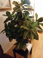 Prachtige Croton plant te koop!, Ophalen of Verzenden