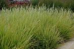 Sesleria autumnalis / Herfstheidegras, Ophalen of Verzenden, Zomer, Overige soorten