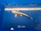 Ki Matsuba Ogon, 35cm, Dieren en Toebehoren, Vissen | Vijvervissen, Karper of Koi