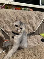 Lieve Britse korthaar kitten zoekt nieuw thuis, Kater, Ontwormd