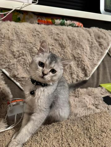 Lieve Britse korthaar kitten zoekt nieuw thuis beschikbaar voor biedingen