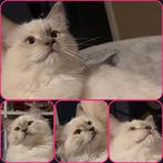 Ragdoll Kittens Zoeken Gouden Krabpaal met Liefdevol Pers, Dieren en Toebehoren, Katten en Kittens | Raskatten | Langhaar, Meerdere dieren