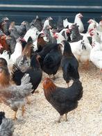 Er zijn weer volop jonge leghennen, diverse rassen, Dieren en Toebehoren, Vrouwelijk, Kip