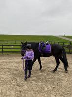 Horsegear belezza paars dekje full dressuur met oornetje, Dieren en Toebehoren, Paarden en Pony's | Dekens en Dekjes, Ophalen of Verzenden