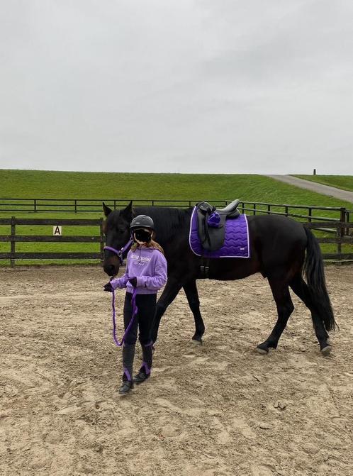 Horsegear belezza paars dekje full dressuur met oornetje, Dieren en Toebehoren, Paarden en Pony's | Dekens en Dekjes, Zo goed als nieuw