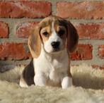 Beagle pups, Dieren en Toebehoren, België, Beagle, CDV (hondenziekte), 8 tot 15 weken