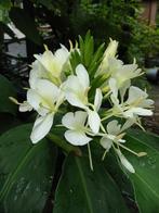 hedychium siergember vele soorten groot en klein mooie bloem, Ophalen, Voorjaar, Volle zon, Knol