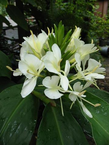 hedychium siergember vele soorten groot en klein mooie bloem beschikbaar voor biedingen