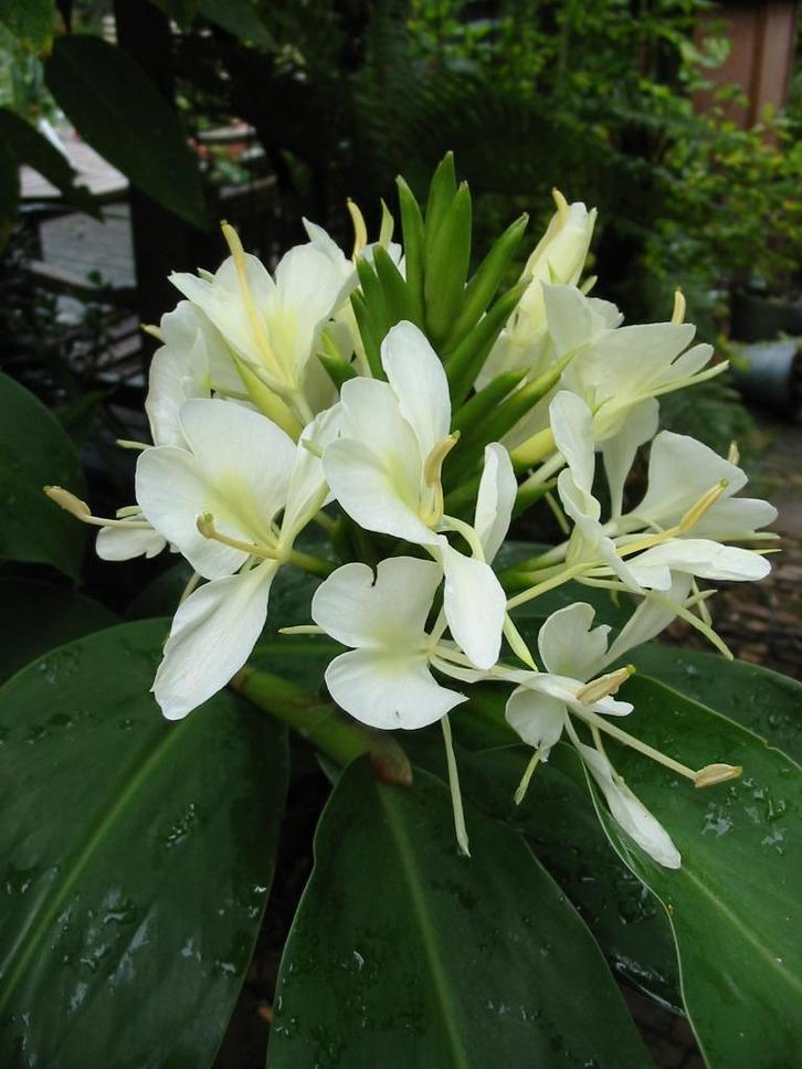 hedychium siergember vele soorten groot en klein mooie bloem, Tuin en Terras, Bloembollen en Zaden, Knol, Voorjaar, Volle zon