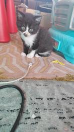 Kitten 7 weken, Dieren en Toebehoren, Katten en Kittens | Overige Katten, Kater, Kortharig, 0 tot 2 jaar