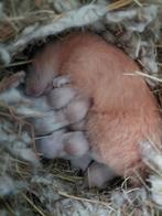 Jonge goudhamsters, Dieren en Toebehoren, Knaagdieren, Oktober, Meerdere dieren, Cavia