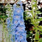 Zaden Delphinium Sky blue, white bee, Tuin en Terras, Bloembollen en Zaden, Verzenden, Voorjaar, Volle zon, Zaad