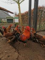 Welsumer kriel haantjes, Dieren en Toebehoren, Pluimvee, Mannelijk, Kip