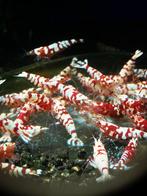 Fancy Tiger Red Caridina Garnalen Prachtige Fancy,s, Dieren en Toebehoren, Vissen | Aquaria en Toebehoren, Ophalen, Nieuw