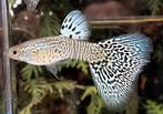 ***Snakeskin White Cobra***, Dieren en Toebehoren, Vissen | Aquariumvissen, Vis, Zoetwatervis, Schoolvis