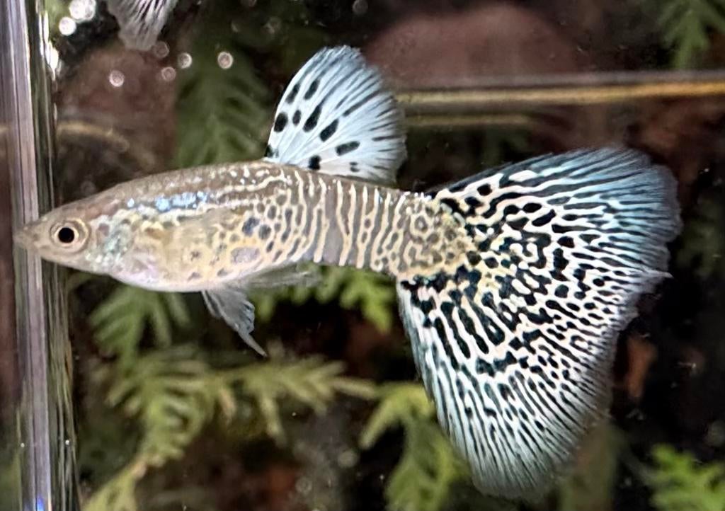 ***Nog enkele trio’s Snakeskin White Cobra***, Dieren en Toebehoren, Vissen | Aquariumvissen, Zoetwatervis, Vis, Schoolvis