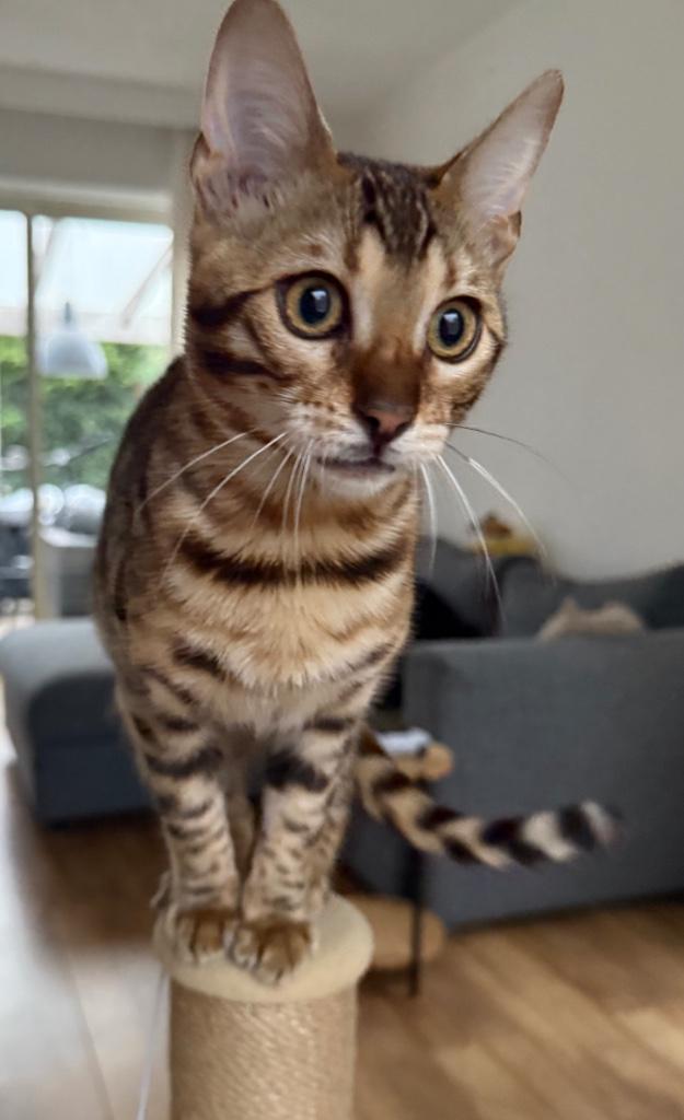 Bengal kitten, Dieren en Toebehoren, Katten en Kittens | Raskatten | Korthaar, Poes, 0 tot 2 jaar, Gechipt, Ontwormd, Ingeënt