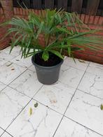 Palmboom, Ophalen, Bloeit niet, Overige soorten, Volle zon