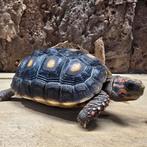 Kolenbrander schildpad, Dieren en Toebehoren, Reptielen en Amfibieën, Schildpad, 0 tot 2 jaar