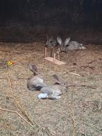 Te koop 3 jongen konijnen vlaamse reus x duiste reus, Dieren en Toebehoren, Konijnen, Meerdere dieren, Groot