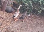 Loopeenden/ fleseenden, Meerdere dieren, Eend