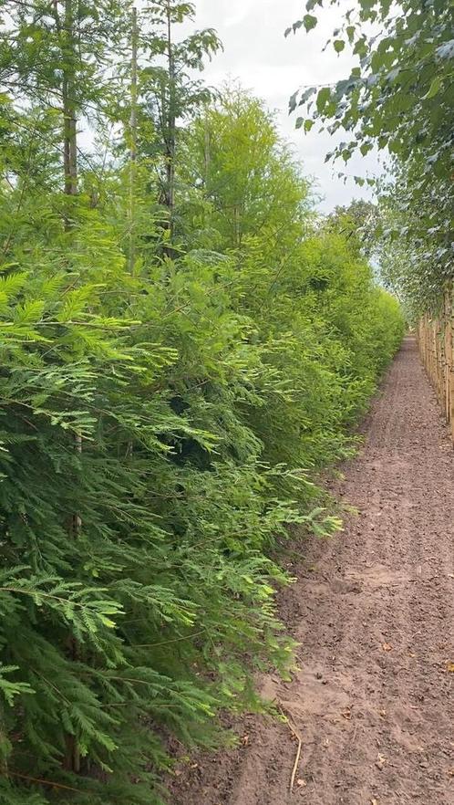 Taxodium distichum( moerascipres) te koop!, Tuin en Terras, Planten | Bomen, Overige soorten, 250 tot 400 cm, Halfschaduw, Bloeit niet