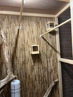 Vogelkooi met toebehoren, Mannelijk, Zangkanarie