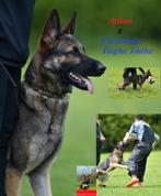 Pups zwart/wolfsgrauw/zwartbruin, Dieren en Toebehoren, CDV (hondenziekte), 8 tot 15 weken, Meerdere, Meerdere dieren