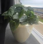 Scindapsus in leuke pot, Huis en Inrichting, Kamerplanten, Ophalen, Halfschaduw, In pot, Minder dan 100 cm