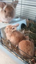 Baby konijntjes, een rammelaar en voedster. Ongeveer 8 weken, Meerdere dieren, Dwerg