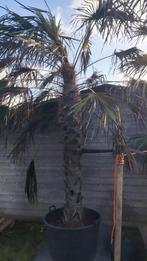 Chinese waaierpalm 210 cm stamhoogte, Tuin en Terras, Planten | Bomen, 250 tot 400 cm, Zomer, Palmboom, Ophalen