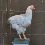 Mooie grote haan, Dieren en Toebehoren, Mannelijk, Kip