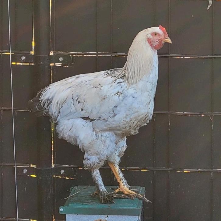 Mooie grote haan, Dieren en Toebehoren, Pluimvee, Kip, Mannelijk