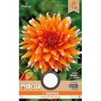 Bloembollen dahlia en anemoon, Ophalen of Verzenden, Voorjaar, Volle zon, Zaad