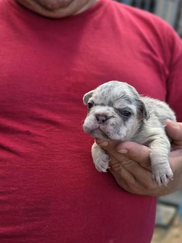 France Bulldog  beschikbaar voor biedingen